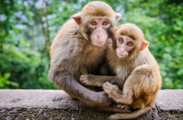 BST hình ảnh con khỉ đẹp cực dễ thương khiến ai cũng thích  Nhận Đạo Và  Đời Sống