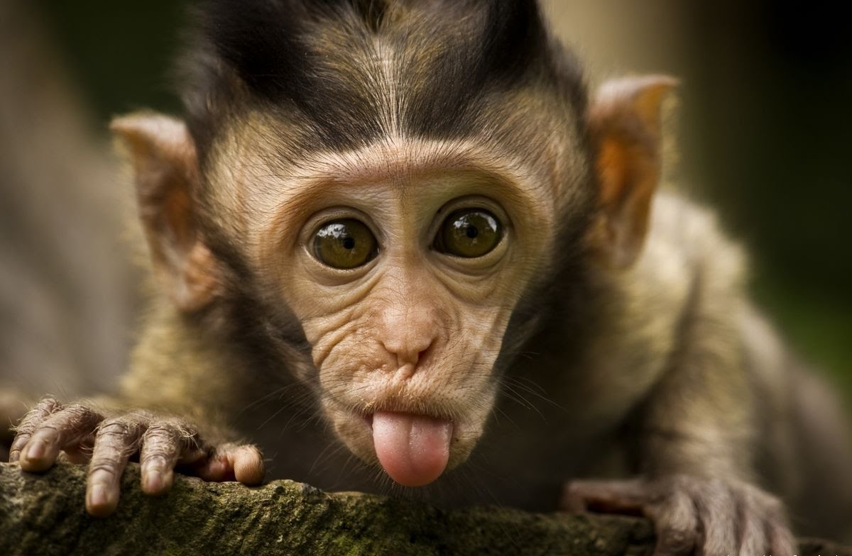 hình ảnh con khỉ dễ thương
