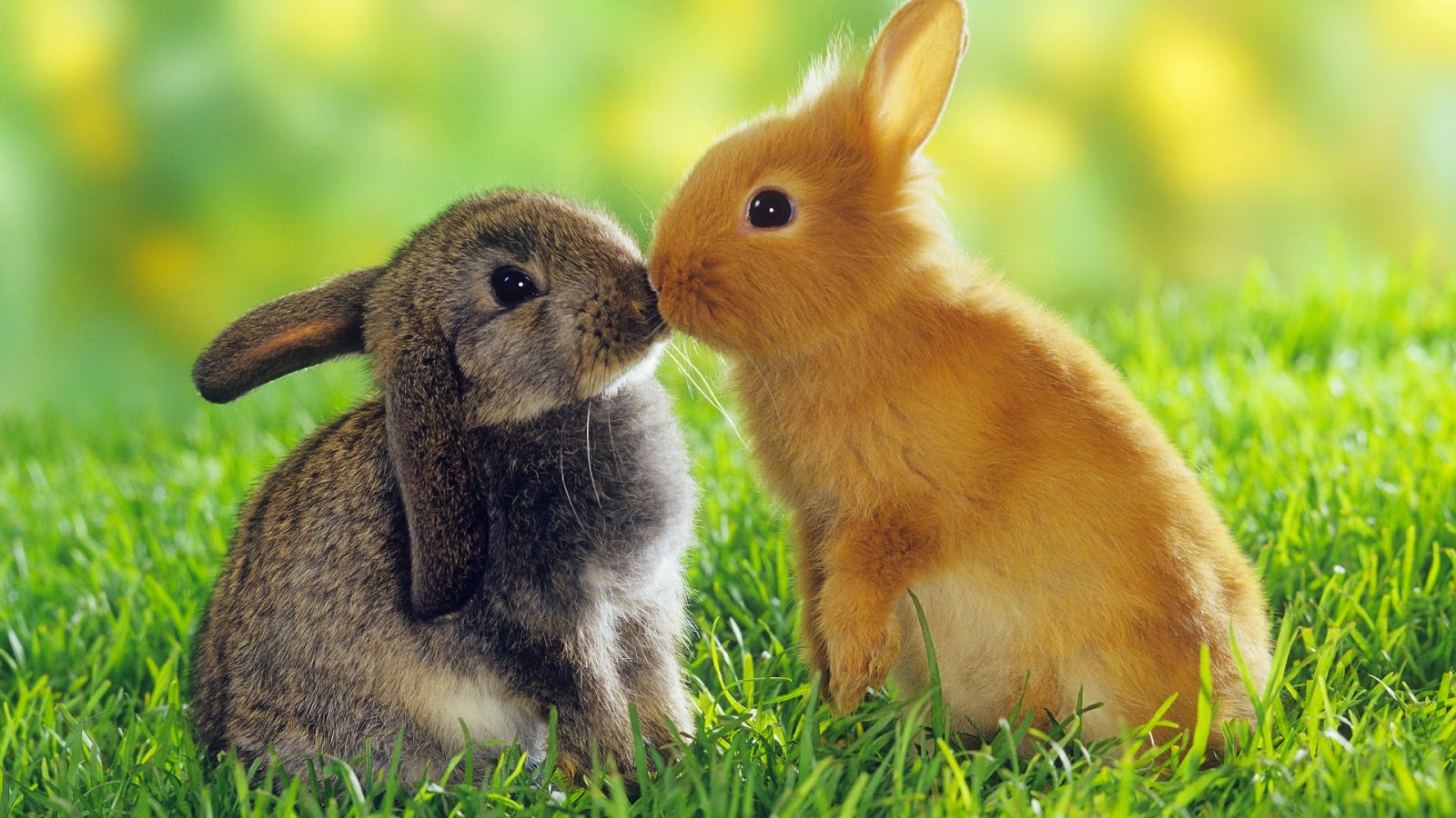 hình ảnh con thỏ dễ thương