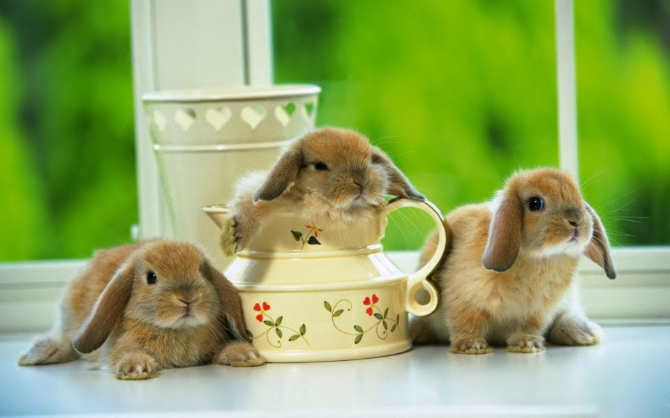 hình ảnh con thỏ dễ thương