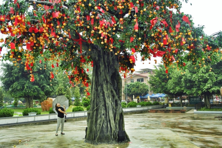 Arbres à souhait: La clé de vos désirs