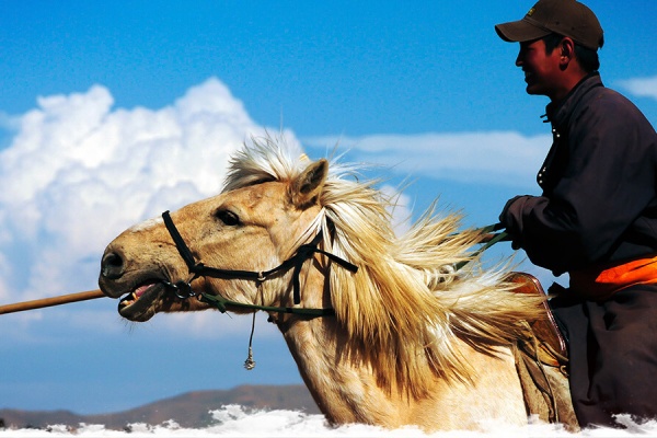 Complicité citation cheval amour: Complicité éternelle.