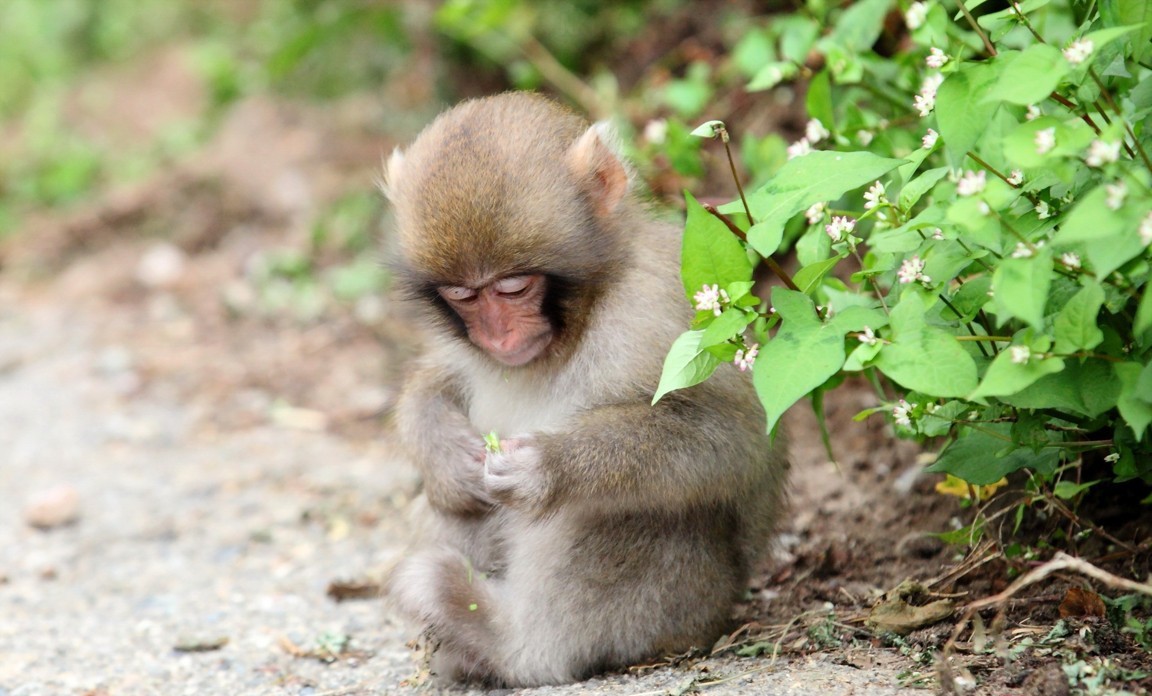 Bst Hình Ảnh Con Khỉ Đẹp Cực Dễ Thương Khiến Ai Cũng Thích - Nhận Đạo Và  Đời Sống