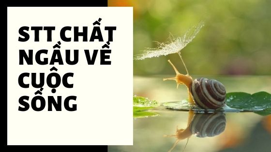 Đừng bỏ lỡ những Stt chất ngầu về cuộc sống hay, ấn tượng | Tổng hợp những câu nói nhận đạo và đời sống hay nhất trên đời