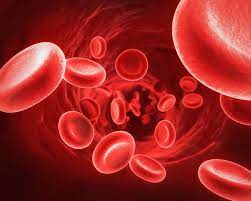 Khi hồng cầu kết hợp với chất khí nào thì máu sẽ có màu đỏ tươi – Kiến thức sinh học 