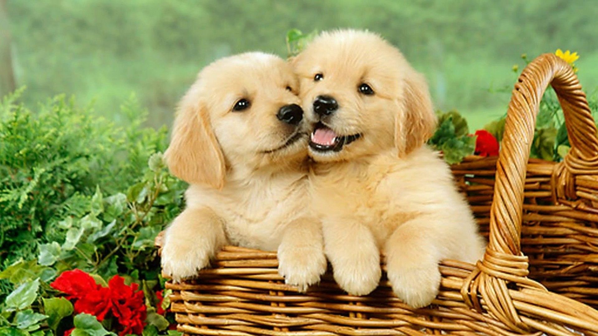 Proverbes citation chien amour: L’amour à quatre pattes